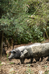 Schweine der italienischen Rasse "cinta senese" in einem Wald in der Toskana, Italien