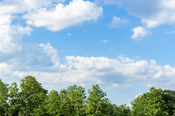 trees and blue sky