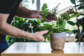 Man taking care of his potted Dryopteris (wood ferns, male ferns, buckler ferns) on wooden table. Nice and modern space of home interior. Cozy home decor. Home garden.