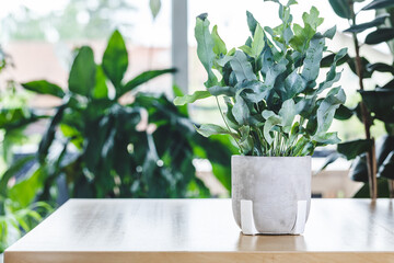 Potted Phlebodium aureum (golden polypody, golden serpen, cabbage palm, gold-foot, blue-star fern, hare-foot) on wooden table. Nice and modern space of home interior. Cozy home decor. Home garden.