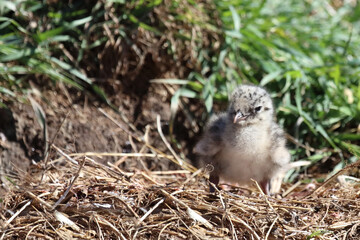 Rotschnabelm&ouml;we / Red-billed gull / Larus scopulinus.