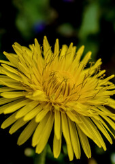 yellow flower