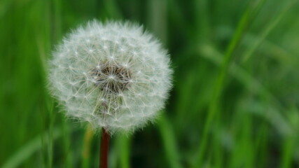 Beautiful dandelion on green grass blurred background.