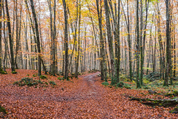 Obraz premium Path in autumn forest