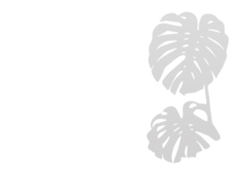 The shadow of Monstera palm leaves. Natural blurry silhouette with empty space.