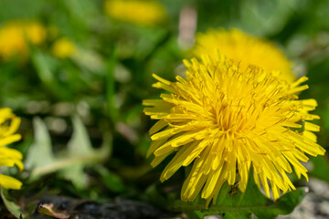 Close-Up Of Yellow Dandelion Plant On Field