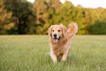 Golden Retriever dog enjoying outdoors at a large grass field at sunset, beautiful golden light