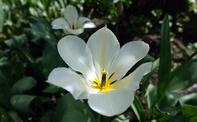 Flower tulip