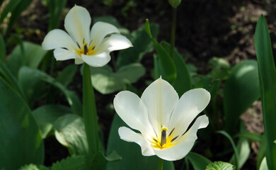 Flower tulip