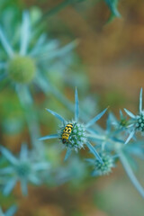 Black and yellow beetle on flower in forest, macro, soft selective focus. Ecology and unity with nature concept.