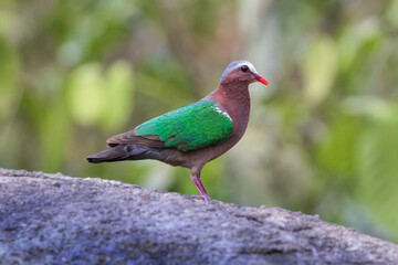 The Common Emerald Dove , Bird of Thailand 