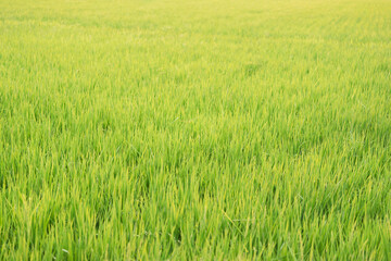 organic rice field