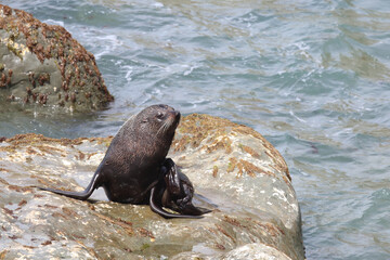 Neuseel&auml;ndischer Seeb&auml;r / New Zealand fur seal / Arctocephalus forsteri