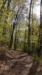 Fototapeta premium path in the forest