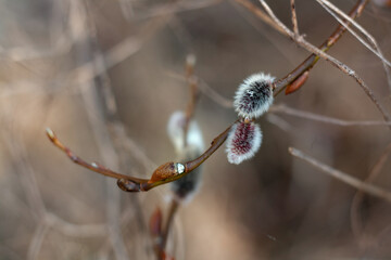 buds of willow
