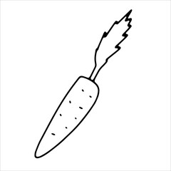 Doodle ripe carrot. Hand drawn fresh natural vegetable isolated on white background. Outline symbol of healthy vegetarian food, diet, vitamins, delicious snack, organic plant. Vector food illustration