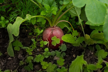 organic radish