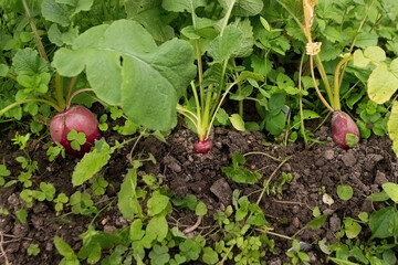 organic radish