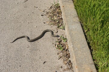 Cold-blooded viper is warming body on an asphalt and ready go to spring grass in local park in Dnipro city, Ukraine