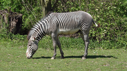 Fototapeta na wymiar Zebra grazes on the grass