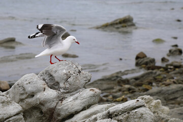 Rotschnabelmöwe / Red-billed gull / Larus scopulinus