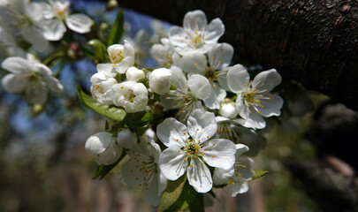 Fototapeta premium Flowering Pear tree
