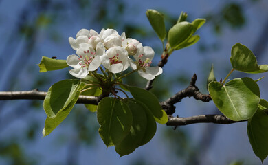 Flowering Pear tree