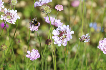 Hummel / Bumble Bee / Bombus