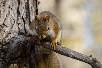 Obraz premium American Red Squirrel (Tamiasciurus hudsonicus) sitting on a tree branch during spring. Selective focus, background blur and foreground blur 
