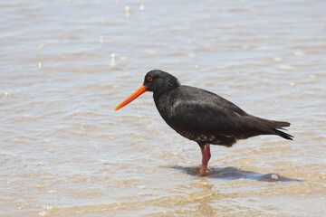 Neuseeländischer Austernfischer / Variable oystercatcher / Haematopus unicolor