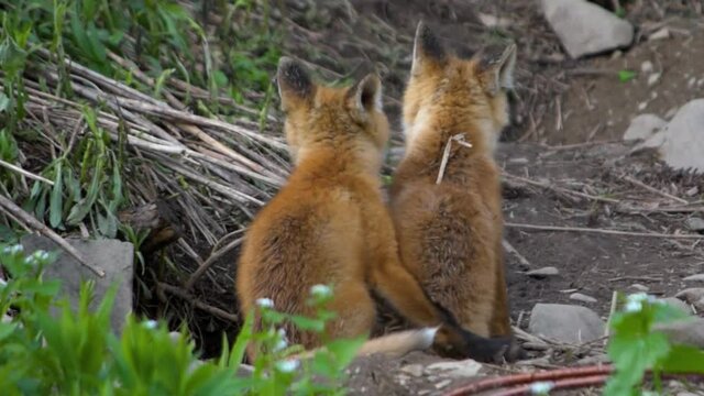 Two young fox pups at the entrance to their den are spooked by the sudden wind.  Windsor in Broome County in Upstate NY.  2 of 5 fox pups born in spring 2021 on Seward Road.