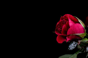 Zum Muttertag, Rote Rose, schwarz Rot, rosé