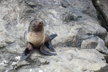 Neuseeländischer Seebär / New Zealand fur seal / Arctocephalus forsteri.