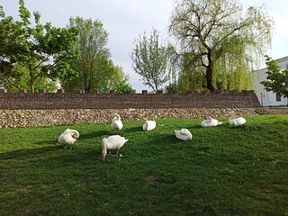 flock of swans on the green lawn