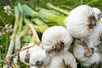 家庭菜園で育てた収穫したての生にんにく