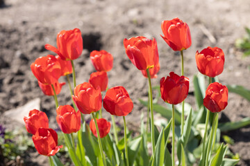 Red tulips. Bright spring background