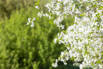 Cherry blossoms on a green spring background, out of focus