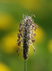 Meadow foxtail plant