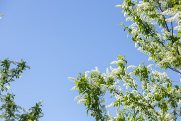 bird cherry blooms on a blue sky background