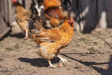 Brown Chickens in the farmyard