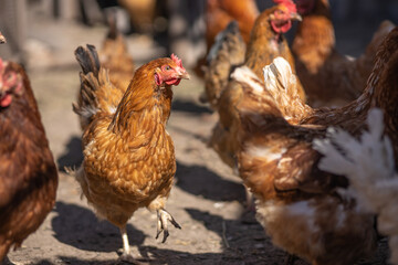 Brown Chickens in the farmyard