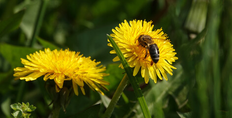 Wildflowers Dandelions