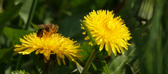 Wildflowers Dandelions
