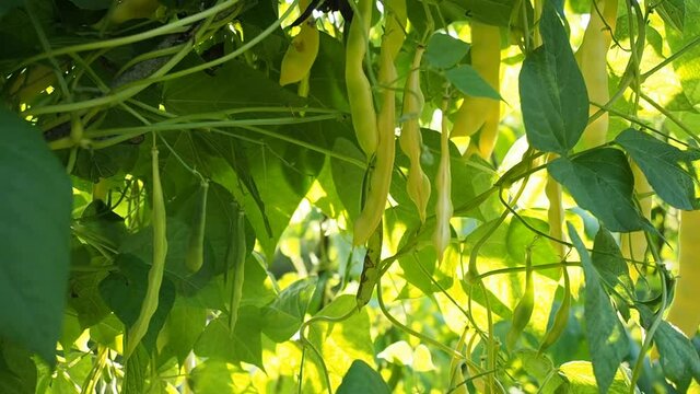 Ripe pods of kidney bean growing on farm in HD VIDEO.&nbsp;Bush with bunch of pods&nbsp;of haricot plant (Phaseolus vulgaris) ripening in homemade garden.&nbsp;Organic farming, healthy food, BIO viands.