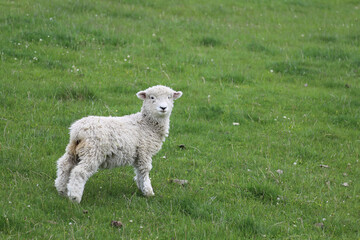 Romneyschaf / Romney sheep / Ovis.