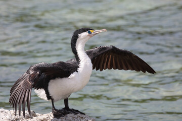 Elsterscharbe / Australian pied cormorant / Phalacrocorax varius