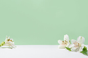 Natural green background with white flowers. Mockup for cosmetic products. Front view, Copy space for text.