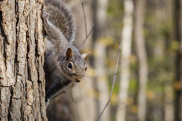 Close up of an Eastern gray squirrel (Sciurus carolinensis) looking from a tree trunk during...