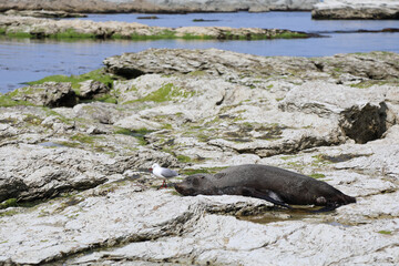 Rotschnabelmöwe und  Neuseeländischer Seebär / Red-billed gull and New Zealand fur seal / Larus scopulinus et Arctocephalus forsteri