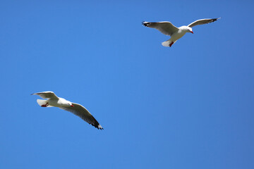 Rotschnabelmöwe / Red-billed gull / Larus scopulinus.
